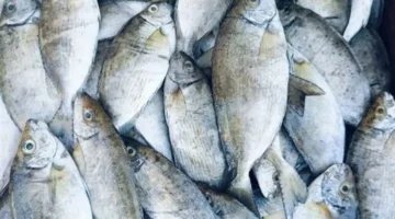 تحديث اليوم أسعار الأسماك في المنيا الاثنين 26 يناير